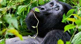 Gorilla in Bwindi Forest
