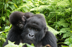 Mountain Gorillas
