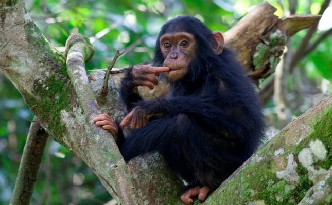 kymabura_chimp_21 kymabura_chimp_21