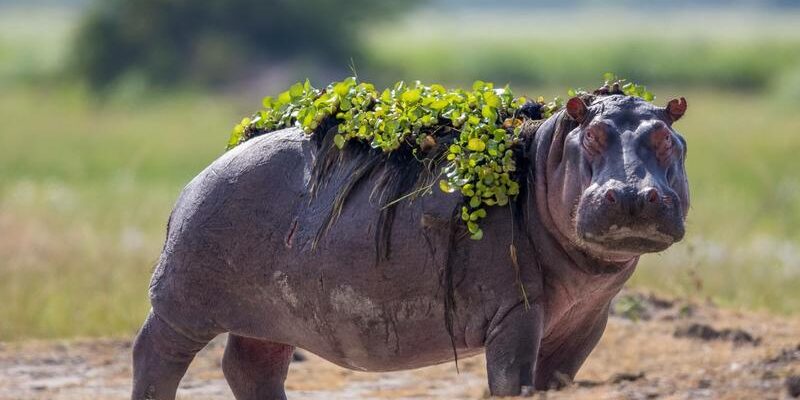 hippo2