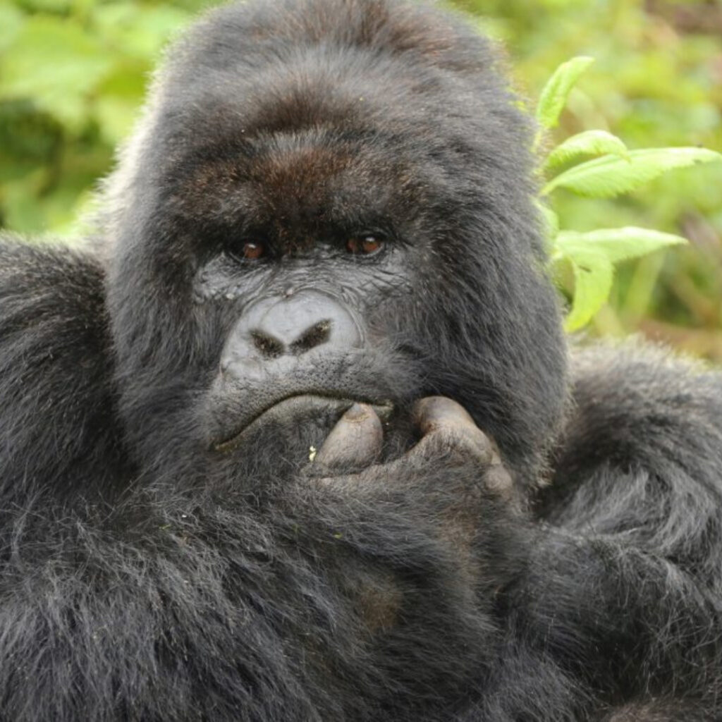 Gorilla thinking