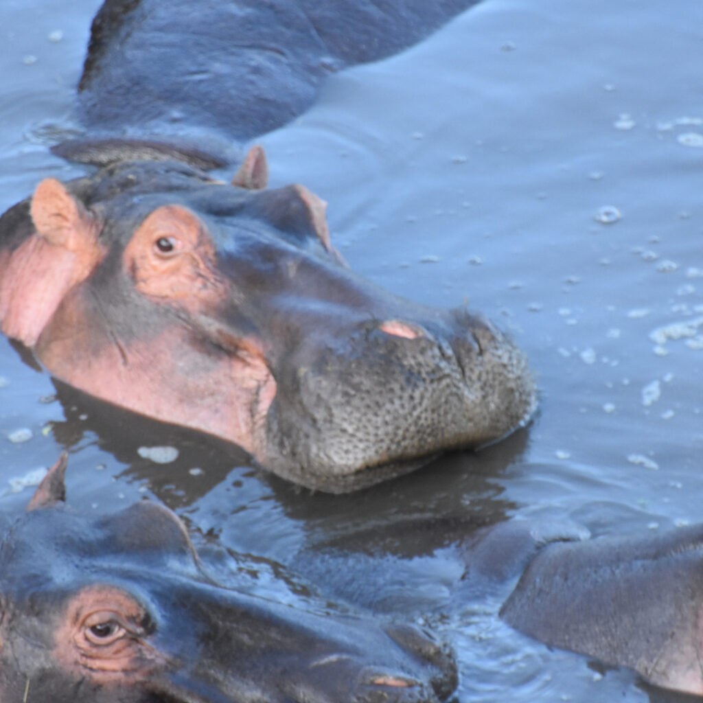 Watch out for the hippos on a canoe safari!