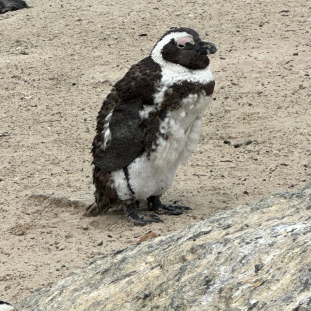 Penguins at Boulders Bay, Cape Town