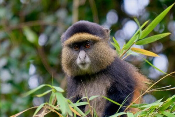 Golden Monkey Golden Monkey