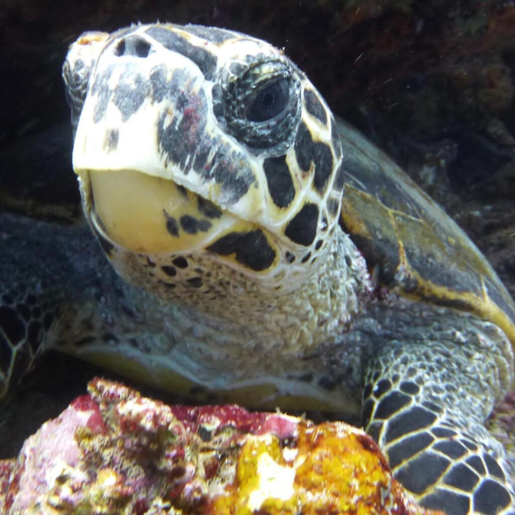 Sea turtle in Kenya