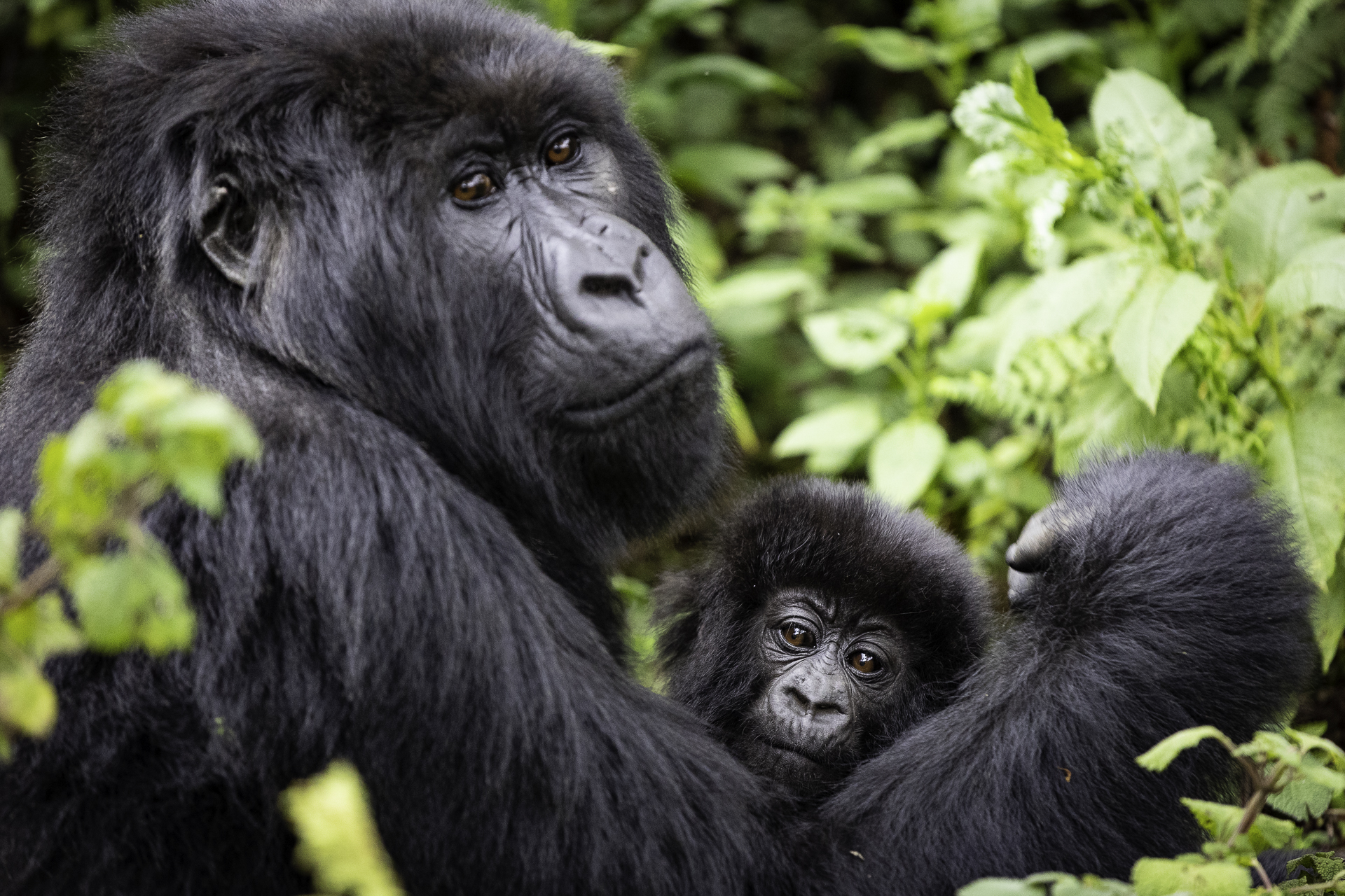 Mountain gorilla mother cradling her infant in Volcanoes National Park, Rwanda
