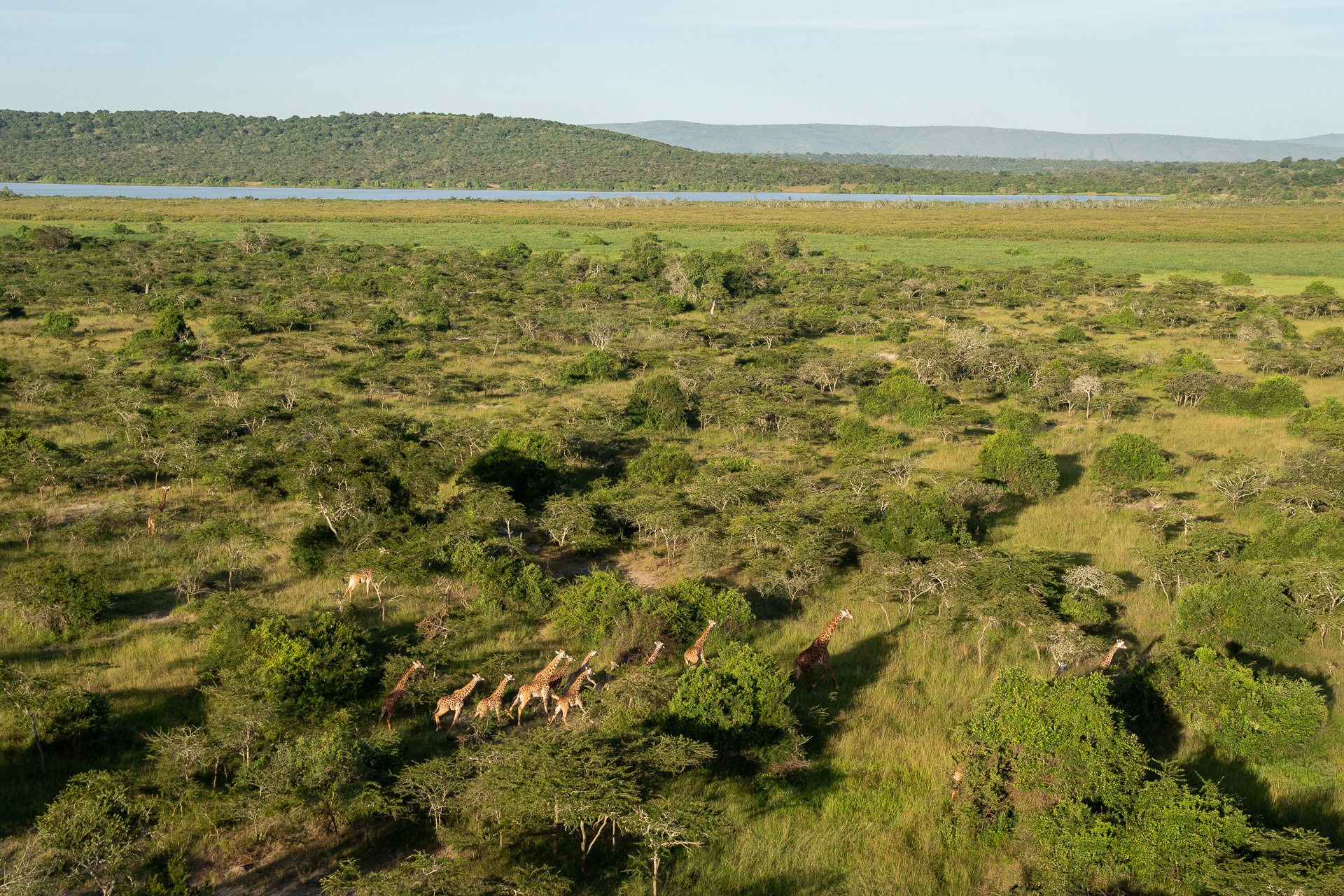 Giraffes crossing the savannah near Lake Rwanyakazinga in Akagera National Park
