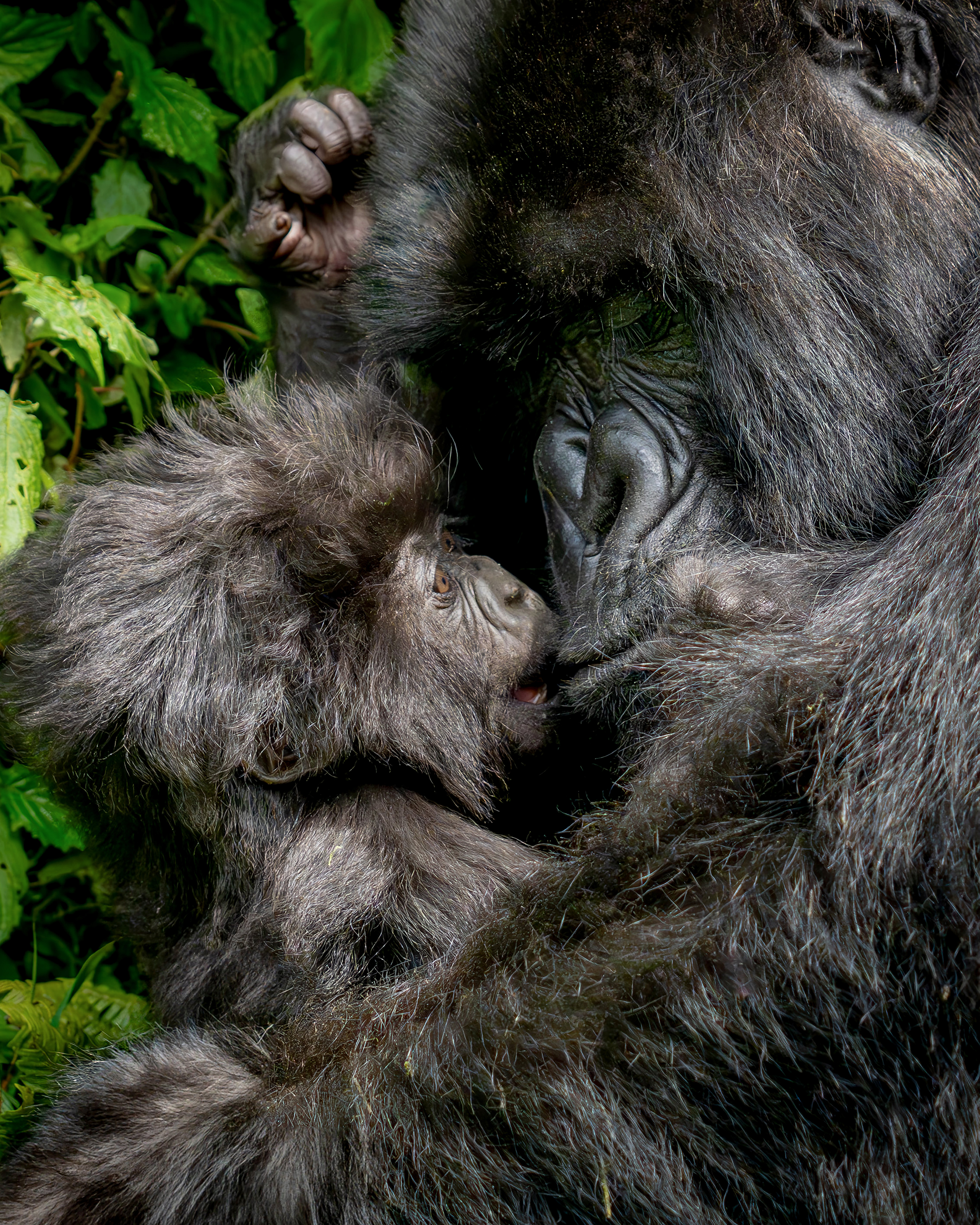 Nkuringo mother and baby mountain gorilla