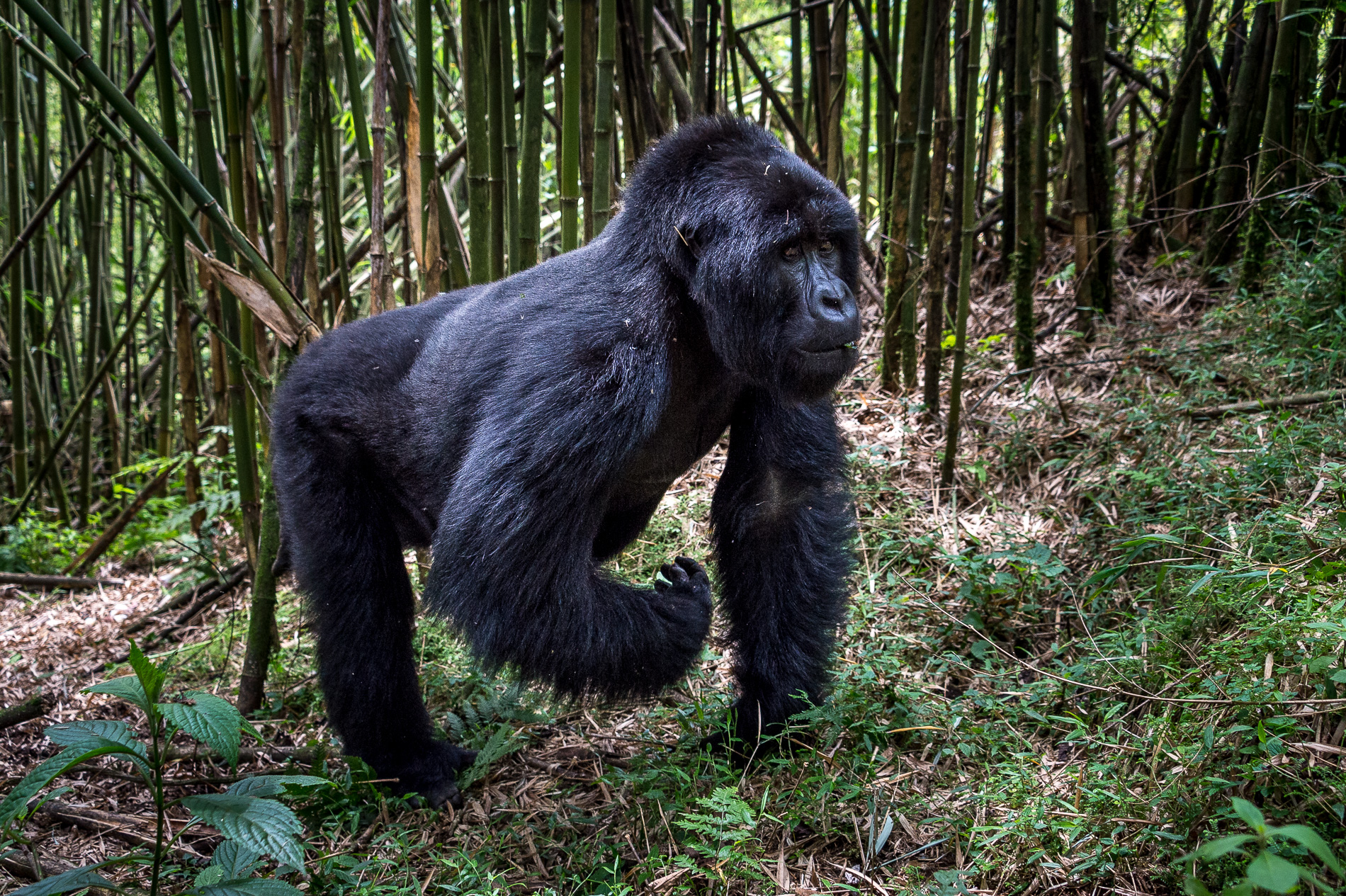 Mountain gorilla in Volcanoes National Park, Rwanda