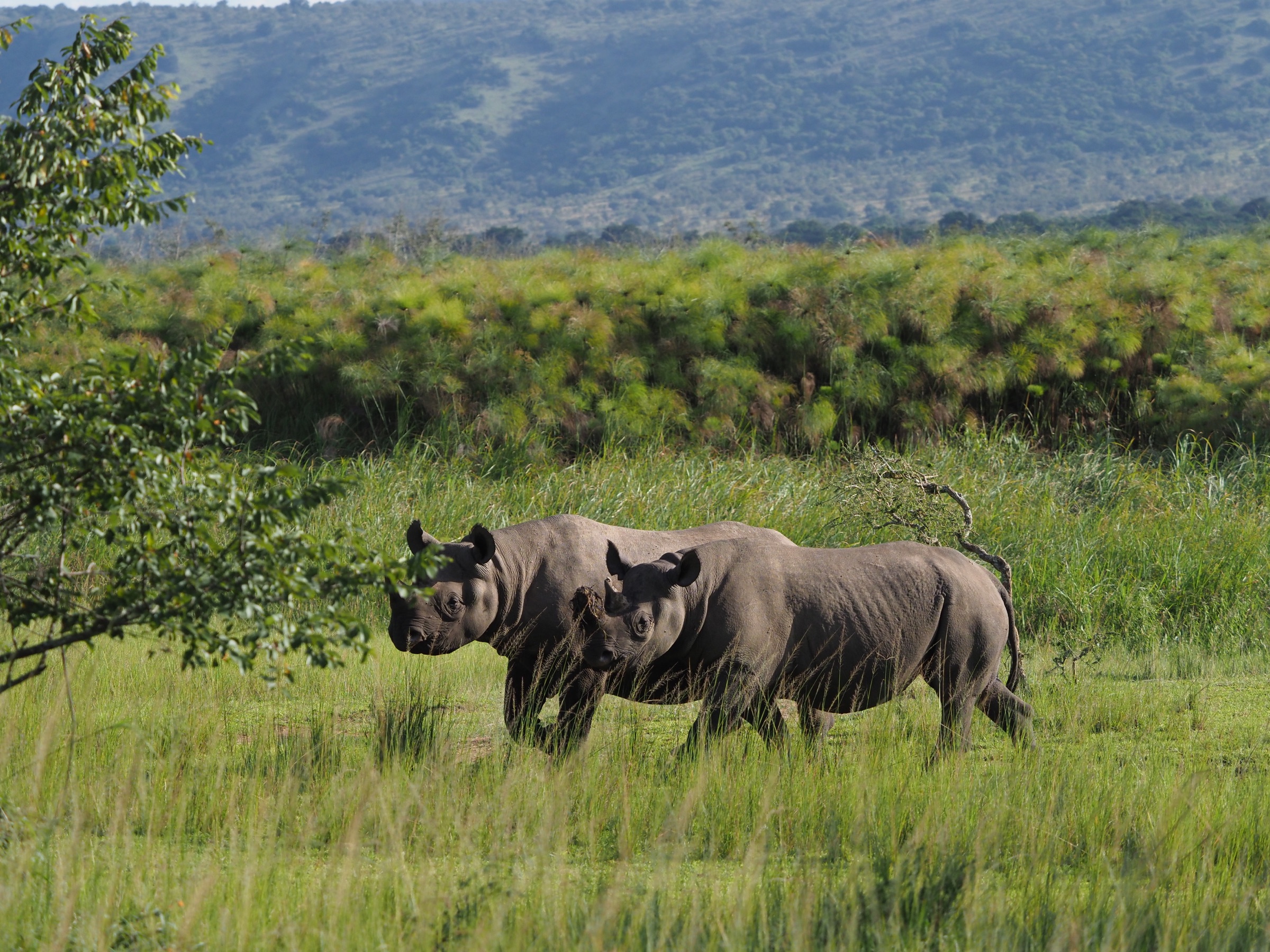 Mother and calf rhinos in Akagera National Park, Rwanda