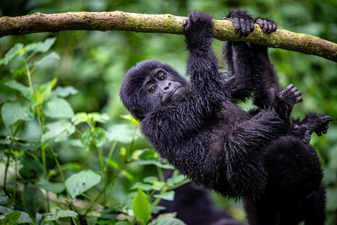 Mountain gorilla in the forest near Clouds Mountain Gorilla Lodge, Uganda