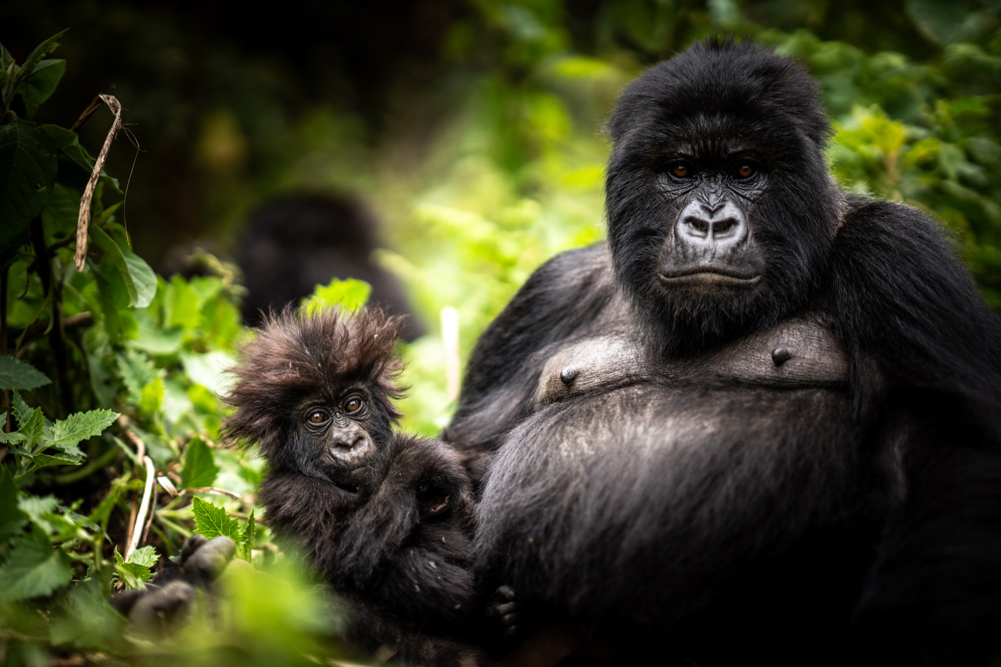 Mountain gorilla family at Wilderness Bisate