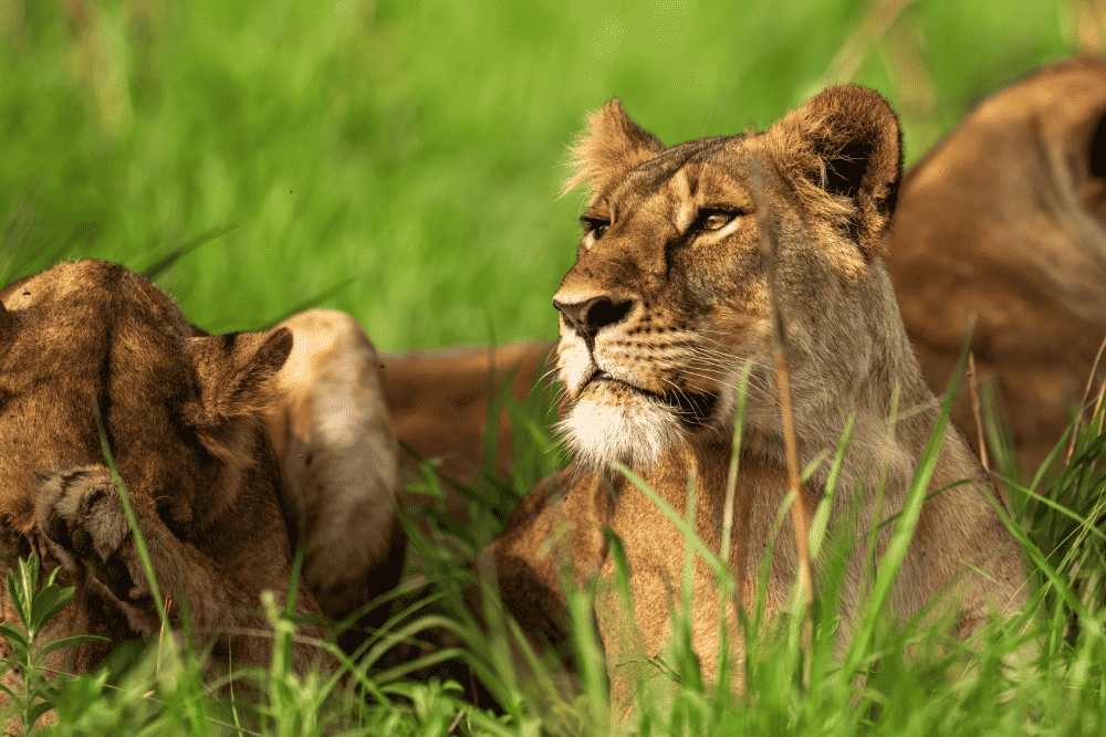 Lioness at Kulu Ora in Murchison Falls
