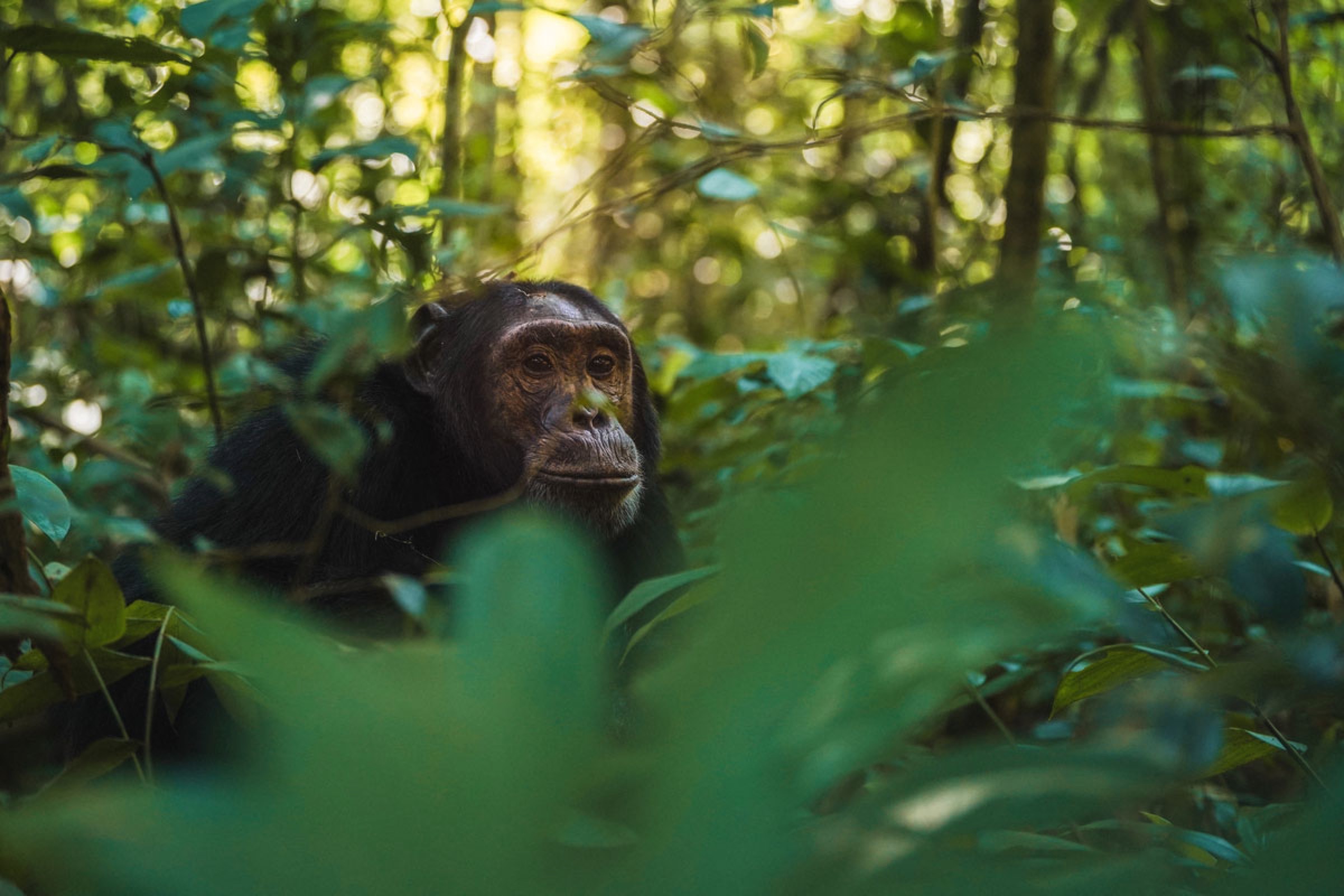 Chimpanzee resting among forest branches