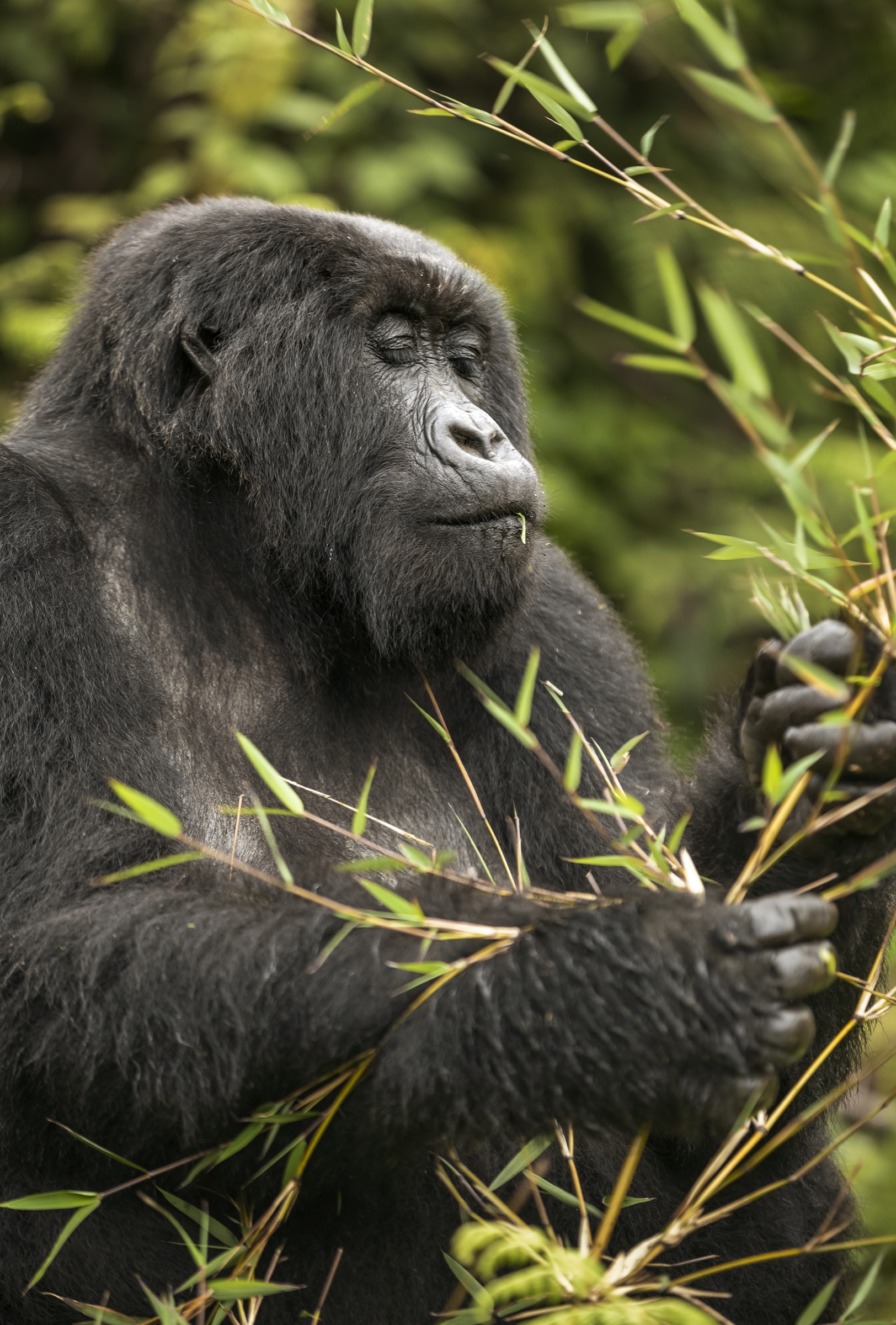 Mountain gorilla eating bamboo at Wilderness Bisate