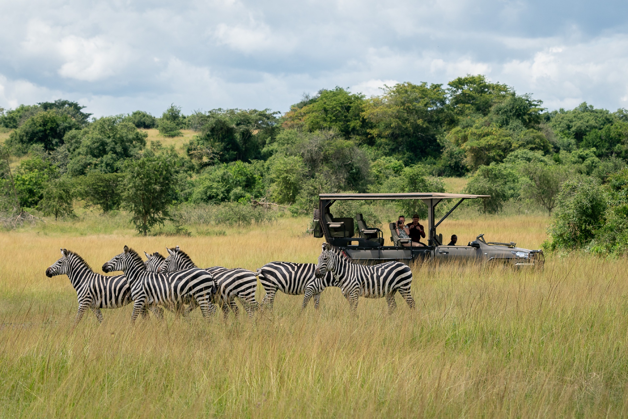 Zebras in Akagera National Park